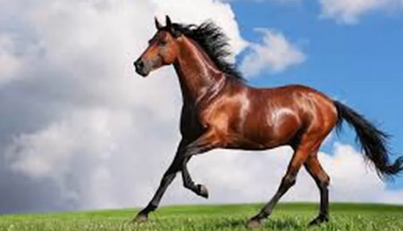 giải mã giấc mơ thấy ngựa