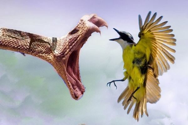 Chim Vàng Anh (Chim Hoàng Anh) Hót Hay, Lông Đẹp,Giá Rẻ Toàn quốc