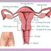 Niêm mạc tử cung dày bao nhiêu thì có thai ở phụ nữ?