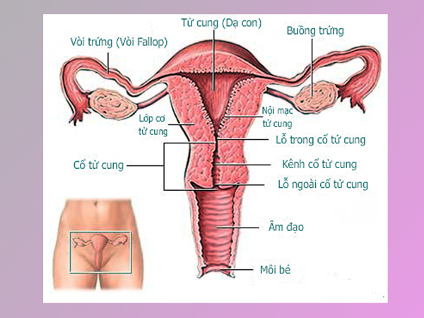 Niêm mạc tử cung dày bao nhiêu thì có thai ở phụ nữ?