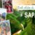 Kinh nghiệm du lịch SaPa - Thị trấn mờ sương không thể quên