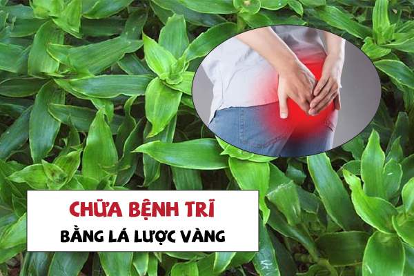 Mẹo chữa bệnh trĩ bằng cây lược vàng