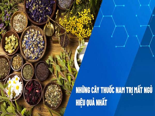 Tìm hiểu cây thuốc trị mất ngủ hiệu quả