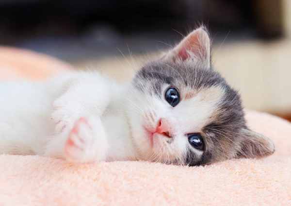 Gợi ý số may mắn tuổi Mão hôm nay giúp thoát vận xui