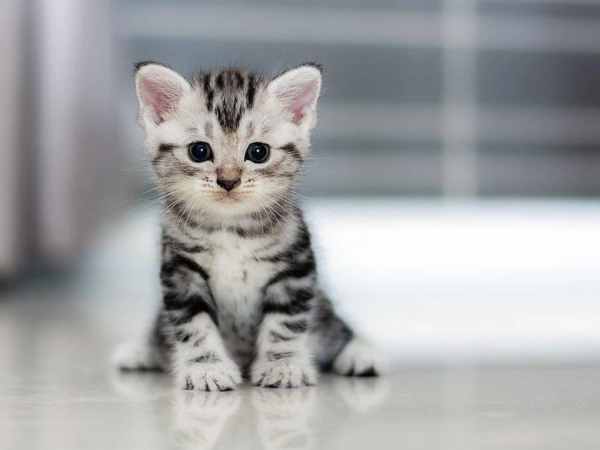 Tổng quan về tử vi tuổi Mão hôm nay