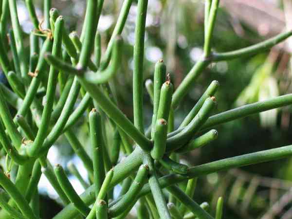 Cây giao – Bí quyết xông mũi trị xoang của người xưa