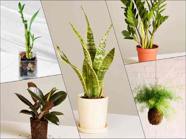 Kinh doanh cây cảnh mini nhanh giàu